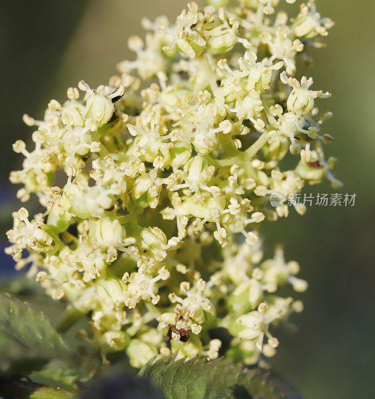 阿尔卑斯接骨木(Sambucus racemosa)花